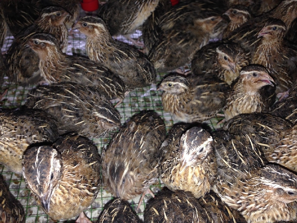 kỹ thuật nuôi chim cút