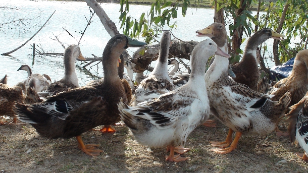 Kỹ Thuật Nuôi Vịt Sinh Sản (Vịt Đẻ)