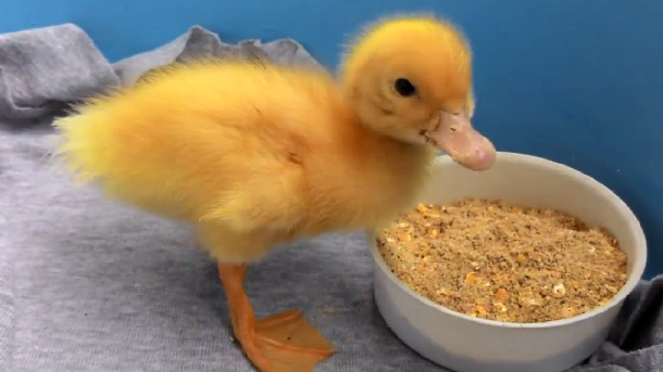 Kỹ thuật nuôi vịt con từ 0 đến 8 tuần tuổi giống chuyên thịt