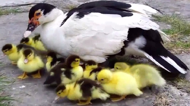 Bệnh thường gập trên ngan, vịt