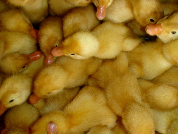 Kỹ thuật nuôi giống vịt siêu thịt (vịt bầu cánh trắng)