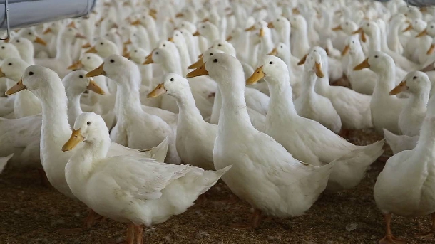 Kinh nghiệm nuôi vịt giống địa phương