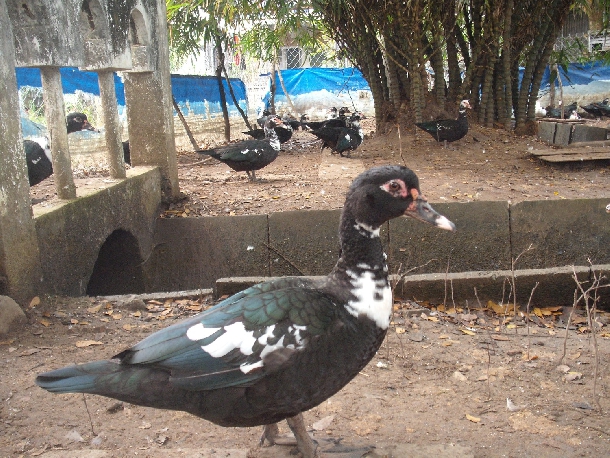 Chăn nuôi vịt xiêm một nghề mang lại mới hiệu quả cao