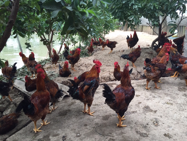 Một số mô hình chăn nuôi gà ta đạt hiệu quả cao