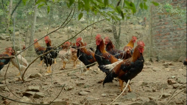 Xây nhà lầu nhờ mô hình nuôi gà đồi