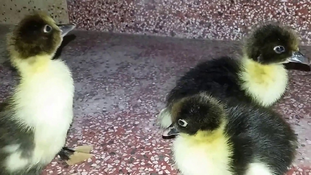 Nuôi ngan đen làm giàu