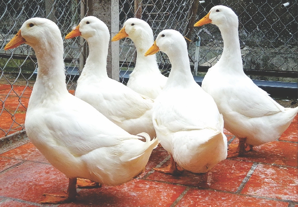 Hương dẫn nuôi vịt thương phẩm star 53