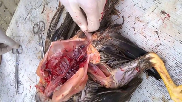 Sự nguy hiểm bệnh marek