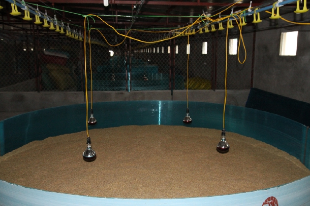 Úm gà con thật dễ dàng