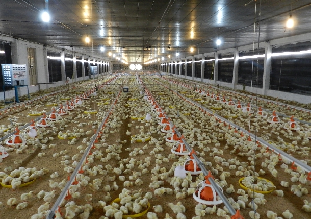 Những yếu tố quyết định sự thành công của người chăn nuôi