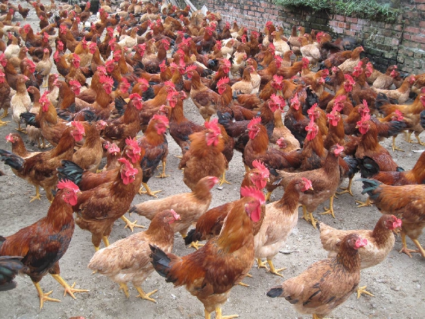 Lập kế hoạch sản xuất đàn gà thương phẩm