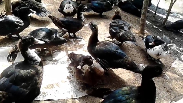 Kỹ thuật chăn nuôi vịt xiêm lai Pháp cơ bản