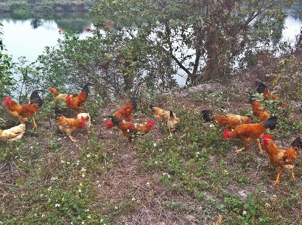 Cách phòng và trị một bệnh thường gập trong quá trình nuôi gà ta thả vườn