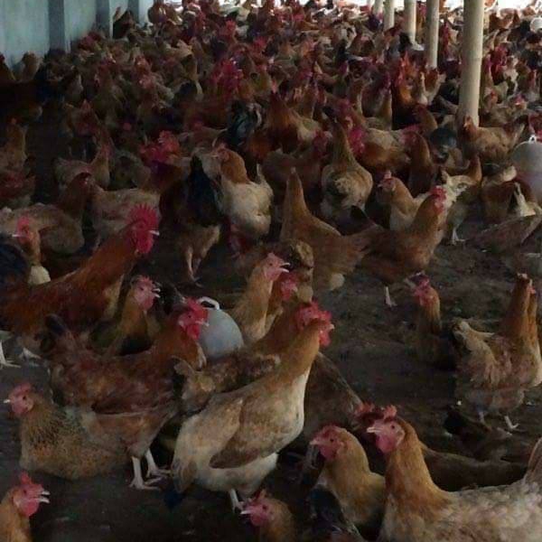 Phân phối gà ta thuần giống chất lượng toàn quốc