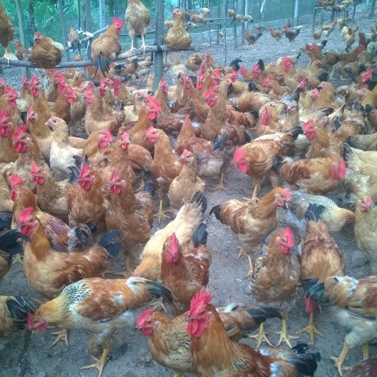 Phân phối gà ta lai giống chất lượng toàn quốc