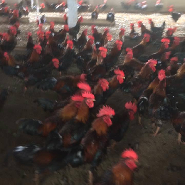 Phân phối gà mía thuần ( gà mía sơn tây) giống chất lượng toàn quốc