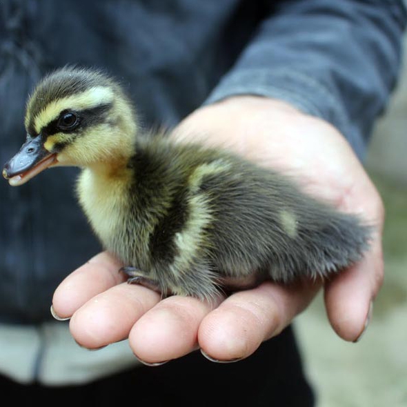 Phân phối vịt trời giống chất lượng toàn quốc