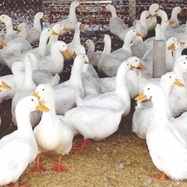 Phân phối vịt bầu cánh trắng giống chất lượng toàn quốc