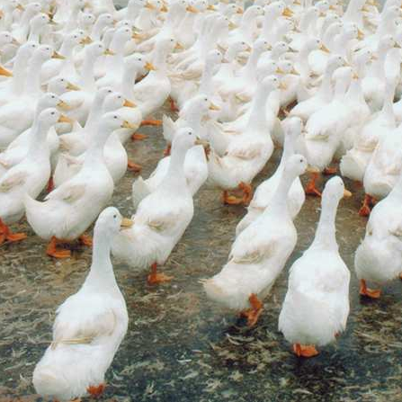 Phân phối vịt bầu lai bơ giống chất lượng toàn quốc