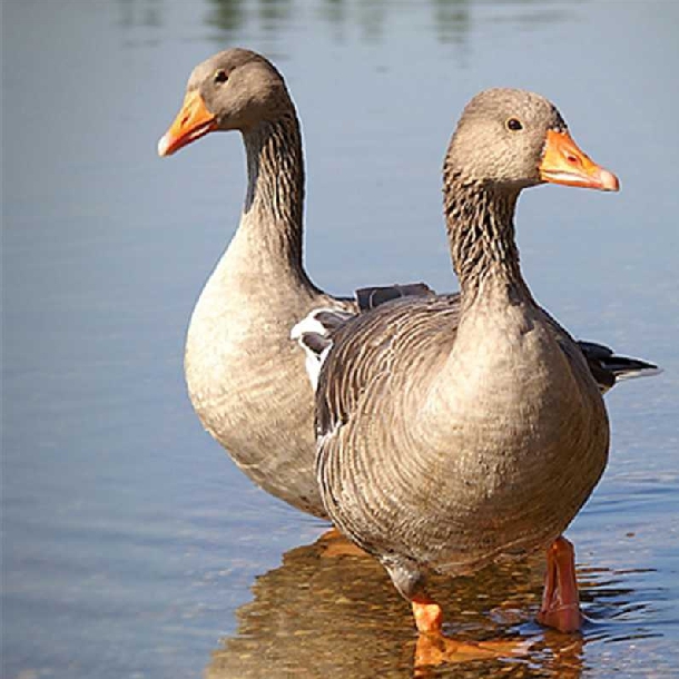 Phân phối vịt siêu trứng triết giang giống chất lượng toàn quốc