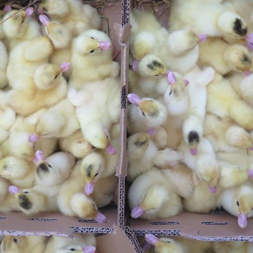 Phân phối ngan pháp thường ( ngan pháp R51) giống chất lượng toàn quốc