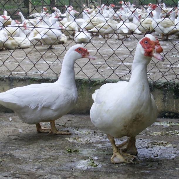 Phân phối ngan pháp siêu nặng ( ngan pháp R71) giống chất lượng toàn quốc