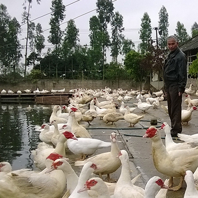 Phân phối ngan pháp R71 SL ( ngan pháp mới ) giống chất lượng toàn quốc