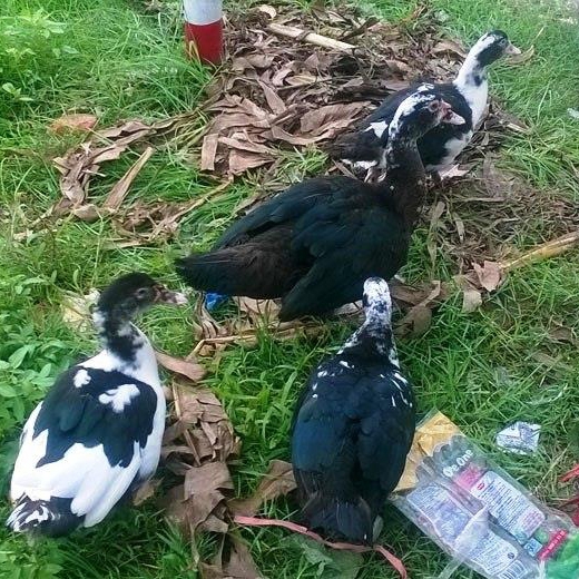 Phân phối ngan đen ( vịt xiêm ) giống chất lượng toàn quốc