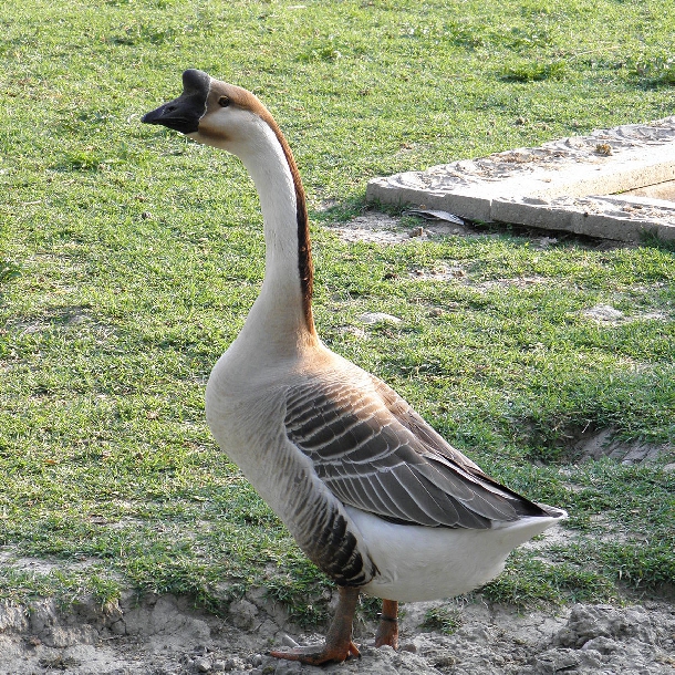Phân phối gà ngỗng sư tử giống chất lượng toàn quốc