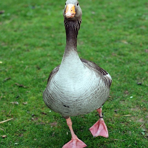 Phân phối ngỗng cỏ ( ngỗng thường ) giống chất lượng toàn quốc