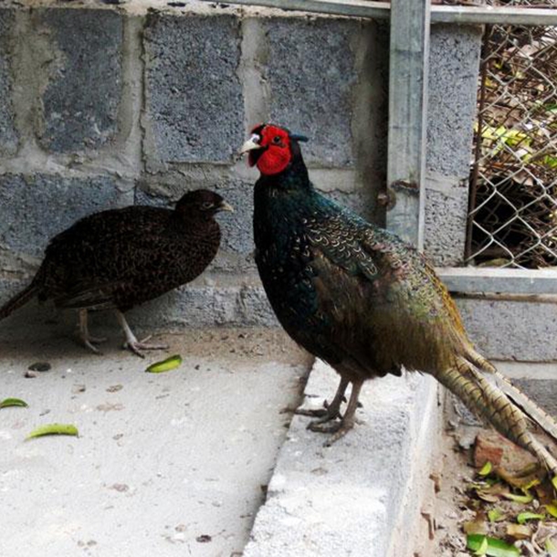 Phân phối chim trĩ xanh chất lượng cao giá rẻ toàn quốc