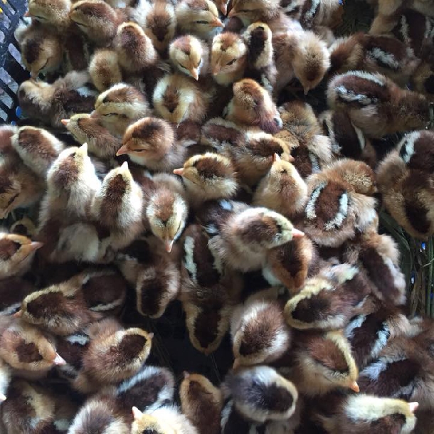 Phân phối gà chíp tàu chất lượng cao giá rẻ toàn quốc	