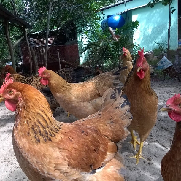 Phân phối gà tàu vàng chất lượng cao giá rẻ toàn quốc	