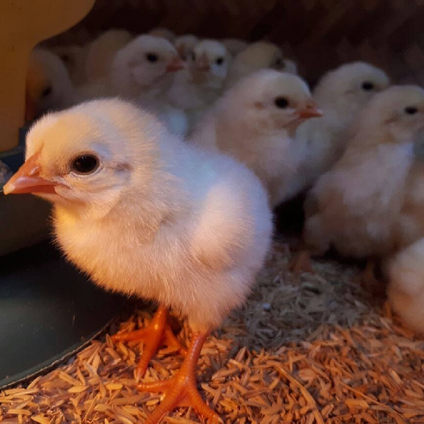 Phân phối gà đông tảo lai chất lượng cao giá rẻ toàn quốc	