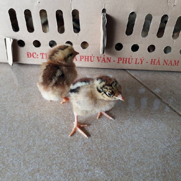 Phân phối gà móng lai lương phượng toàn quốc