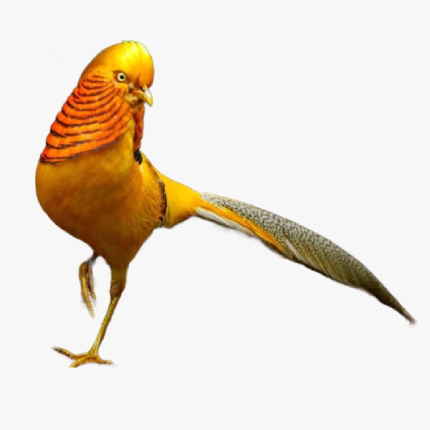 Phân Phối Chim Trĩ 7 Màu Chất Lượng Cao Giá Rẻ Toàn Quốc