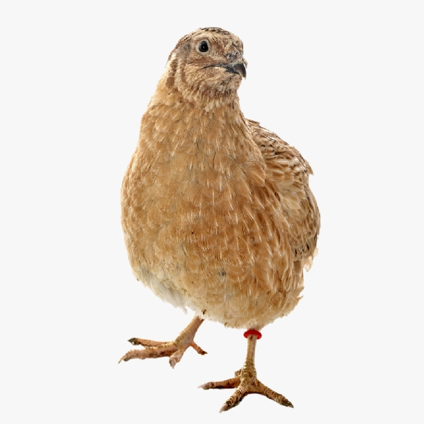 Phân Phối Chim Cút Giống Chất Lượng Cao Giá Rẻ Toàn Quốc