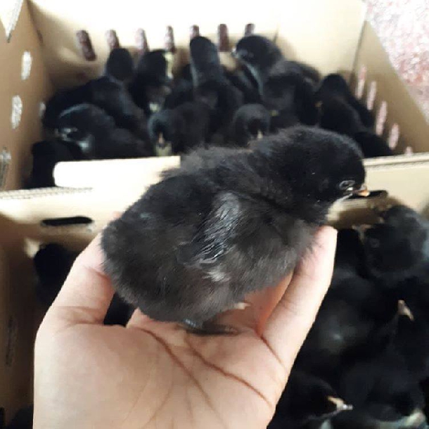 Phân phối gà lai chọi giống chất lượng toàn quốc