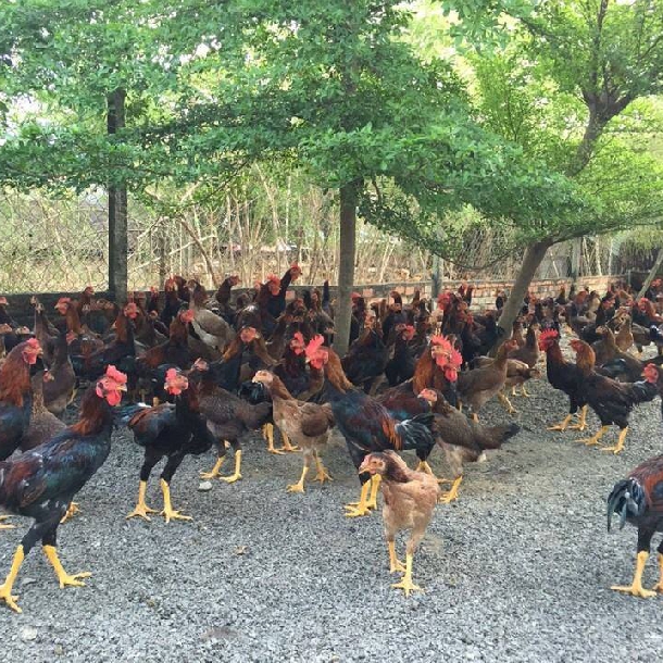 Phân phối gà ta lai nòi giống chất lượng toàn quốc